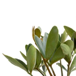 Zamia Furfuracea - Cardboard Palm -HousePlants Shop Zamia furfuracea Cardboard Palm SWATCH 2