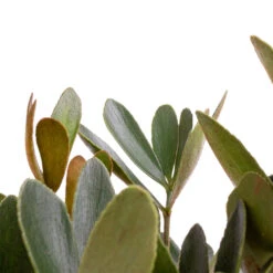 Zamia Furfuracea - Cardboard Palm -HousePlants Shop Zamia furfuracea Cardboard Palm SWATCH 3