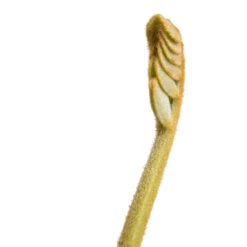 Zamia Furfuracea - Cardboard Palm -HousePlants Shop Zamia furfuracea Cardboard Palm SWATCH 5