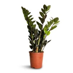 Zamioculcas Zamiifolia - Raven ZZ Plant -HousePlants Shop Zamioculcas zamiifolia Raven ZZ Plant 14x50cm