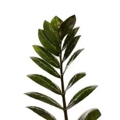 Zamioculcas Zamiifolia - Raven ZZ Plant -HousePlants Shop Zamioculcas zamiifolia Raven ZZ Plant 14x50cm Close Up