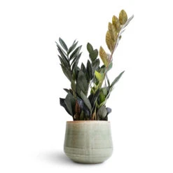 Zamioculcas Zamiifolia - Raven ZZ Plant -HousePlants Shop Zamioculcas zamiifolia Raven ZZ Plant 14x50cm Iris Plant Pot Mint 18x15cm b5396ae6 031c 4e8d b291 65fb86e22ef9