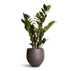 Zamioculcas Zamiifolia - Raven ZZ Plant -HousePlants Shop Zamioculcas zamiifolia Raven ZZ Plant 14x50cm Mini Orb Kevan Plant Pot Black Washed 18x15cm