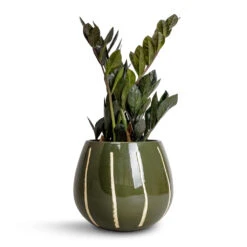 Zamioculcas Zamiifolia - Raven ZZ Plant -HousePlants Shop Zamioculcas zamiifolia Raven ZZ Plant 14x50cm Nova Plant Pot Green 23x18cm 5d1fd0e5 fb54 4b8a b406 74446cfba4b5