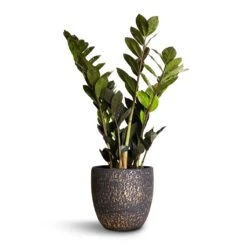 Zamioculcas Zamiifolia - Raven ZZ Plant -HousePlants Shop Zamioculcas zamiifolia Raven ZZ Plant 14x50cm Rinca Plant Pot Shiny Black 17x15cm