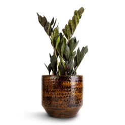 Zamioculcas Zamiifolia - Raven ZZ Plant -HousePlants Shop Zamioculcas zamiifolia Raven ZZ Plant 14x50cm Sanna Plant Pot Savanna 18x17cm 1