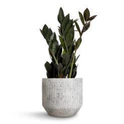 Zamioculcas Zamiifolia - Raven ZZ Plant -HousePlants Shop Zamioculcas zamiifolia Raven ZZ Plant 14x50cm Solento Plant Pot White Speckle 16x14cm 99d6eac6 4cf0 4cc6 ab1b 22c62ec6a215