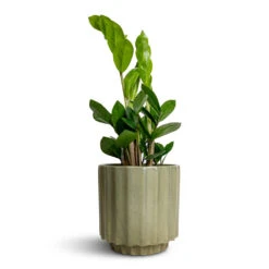Bourton Scalloped Plant Pot - Sage -HousePlants Shop Zamioculcas zamiifolia ZZ Plant 12x30cm Bourton Scalloped Plant Pot Sage 16x16cm