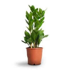 Zamioculcas Zamiifolia - ZZ Plant -HousePlants Shop Zamioculcas zamiifolia ZZ Plant 12x45cm