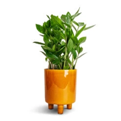 Pisa Plant Pot - Mustard 12 Pisa Plant Pot - Mustard -HousePlants Shop Zamioculcas zamiifolia ZZ Plant 14x40cm Pisa Plant Pot Mustard 16x19cm