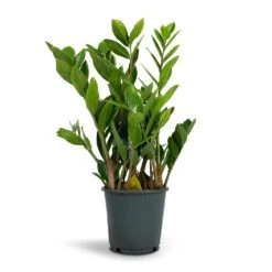 Zamioculcas Zamiifolia - ZZ Plant -HousePlants Shop Zamioculcas zamiifolia ZZ Plant 14x50cm