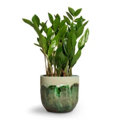 Moon Plant Pot - Jungle -HousePlants Shop Zamioculcas zamiifolia ZZ Plant 14x50cm Moon Plant Pot Jungle 17x15cm 53195c0d 67b4 4afe 9e37 8b51cfb0e881