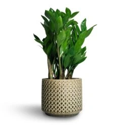 Zamioculcas Zamiifolia - ZZ Plant -HousePlants Shop Zamioculcas zamiifolia ZZ Plant 14x50cm Thies Plant Pot Olive Green 17x15cm 697b7662 75c5 423f 84bb d9071e9252de