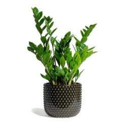 Zamioculcas Zamiifolia - ZZ Plant -HousePlants Shop Zamioculcas zamiifolia ZZ Plant 17x65cm Bolino Plant Pot Shiny Black 24x21cm