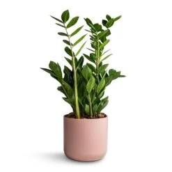 Zamioculcas Zamiifolia - ZZ Plant -HousePlants Shop Zamioculcas zamiifolia ZZ Plant 17x65cm Lisbon Plant Pot Pink Clay 19x19cm 73d2b620 57cd 4902 be6b 877557c2242e
