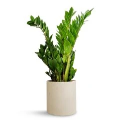 Zamioculcas Zamiifolia - ZZ Plant -HousePlants Shop Zamioculcas zamiifolia ZZ Plant 17x65cm Puk Refined Planter Natural White 20x20cm