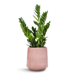 Zamioculcas Zamiifolia - ZZ Plant -HousePlants Shop Zamioculcas zamiifolia ZZ Plant 17x65cm Remi Plant Pot Pink 23x25cm