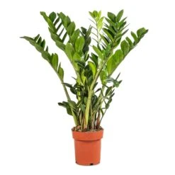 Zamioculcas Zamiifolia - ZZ Plant -HousePlants Shop Zamioculcas zamiifolia ZZ Plant 17x65cm 92d8934c db31 4151 b436 0c09401ebf11