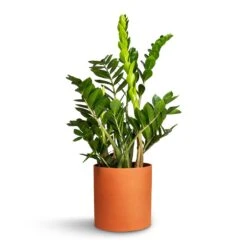 Puk Refined Planter - Canyon Orange -HousePlants Shop Zamioculcas zamiifolia ZZ Plant 21x80cm Puk Refined Planter CanyonOrange 25x24.5cm da2dc062 e4ee 4e46 a4fc 89e0036e5c56