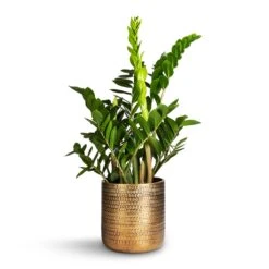 Solis Embossed Plant Pot - Gold -HousePlants Shop Zamioculcas zamiifolia ZZ Plant 21x80cm Solis Embossed Plant Pot Gold 25x25cm 7539f515 6012 4e89 a7cf fda3ef5c4885