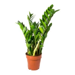Zamioculcas Zamiifolia - ZZ Plant -HousePlants Shop Zamioculcas zamiifolia ZZ Plant