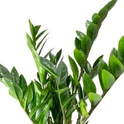 Zamioculcas Zamiifolia - ZZ Plant -HousePlants Shop Zamioculcas zamiifolia ZZ Plant Leaves