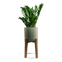 Charlie Plant Pot - Tall Stand - Grey Washed -HousePlants Shop Zamioculcas zamiifolia ZZ Plant Patt Plant Pot Low Stand Black Washed