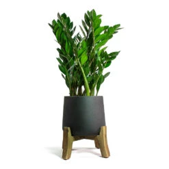 Zamioculcas Zamiifolia - ZZ Plant -HousePlants Shop Zamioculcas zamiifolia ZZ Plant Patt Plant Pot Low Stand Black Washed ec9462f6 c47f 4ae7 b4f4 d207bacac515