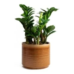 Zamioculcas Zamiifolia Zenzi - Zenzi ZZ Plant -HousePlants Shop Zamioculcas zamiifolia Zenzi Jordy Caramel Plant Pot