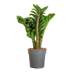 Zamioculcas Zamiifolia Zenzi - Zenzi ZZ Plant -HousePlants Shop Zamioculcas zamiifolia Zenzi Zenzi ZZ Plant 11x30cm