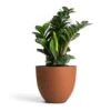 Zamioculcas Zamiifolia Zenzi - Zenzi ZZ Plant -HousePlants Shop Zamioculcas zamiifolia Zenzi Zenzi ZZ Plant 14x45cm Coral Refined Planter Canyon Orange 18x15cm