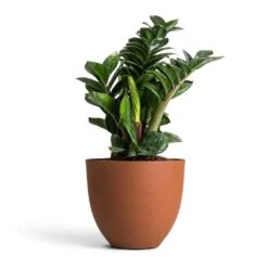 Coral Refined Planter - Canyon Orange -HousePlants Shop Zamioculcas zamiifolia Zenzi Zenzi ZZ Plant 14x45cm Coral Refined Planter Canyon Orange 18x15cm 4fb2760b 3038 4467 b371 09aa2ddcb6e7