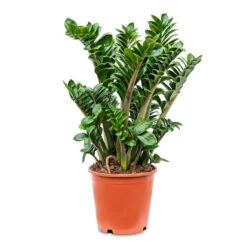 Zamioculcas Zamiifolia Zenzi - Zenzi ZZ Plant -HousePlants Shop Zamioculcas zamiifolia Zenzi Zenzi ZZ Plant 21x65cm