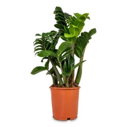 Zamioculcas Zamiifolia Zenzi - Zenzi ZZ Plant -HousePlants Shop Zamioculcas zamiifolia Zenzi Zenzi ZZ Plant