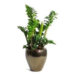 Zamioculcas Zamiifolia Zenzi - Zenzi ZZ Plant -HousePlants Shop Zamioculcas zamiifolia Zenzi Zenzi ZZ Plant Amora Plant Pot Black Gold Small b0883c09 82f0 4001 8122 386a385bdecf