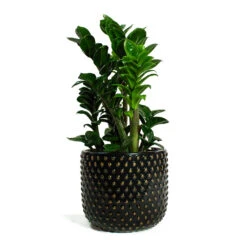 Zamioculcas Zamiifolia Zenzi - Zenzi ZZ Plant -HousePlants Shop Zamioculcas zamiifolia Zenzi Zenzi ZZ Plant Bolino Plant Pot Shiny Black 6e2d57a7 9435 4042 90d0 d459302b04d6