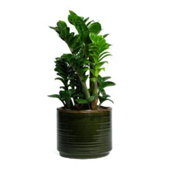 Zamioculcas Zamiifolia Zenzi - Zenzi ZZ Plant -HousePlants Shop Zamioculcas zamiifolia Zenzi Zenzi ZZ Plant Jordy Plant Pot Forest Green f215a614 2926 4452 9f70 c8a3535e06b0