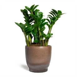 Zamioculcas Zamiifolia Zenzi - Zenzi ZZ Plant -HousePlants Shop Zamioculcas zamiifolia Zenzi Zenzi ZZ Plant Linn Plant Pot Mink 17x17cm