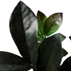Zamioculcas Zamiifolia - Raven ZZ Plant -HousePlants Shop Zamioculcaszamiifolia RavenZZPlant 1