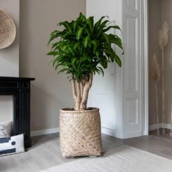 Zayn Bamboo Planter -HousePlants Shop Zayn Bamboo Planter Dracaena fragrans Massangeana Houseplant