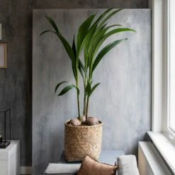 Zayn Bamboo Planter -HousePlants Shop Zayn Bamboo Planter Houseplant