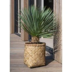 Zayn Bamboo Planter -HousePlants Shop Zayn Bamboo Planter Outdoor