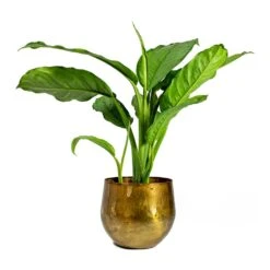 Aglaonema B.J. Freedman - Chinese Evergreen 22 Aglaonema B.J. Freedman - Chinese Evergreen -HousePlants Shop ayka old camel Aglaonema B.J. Freedman Chinese Evergreen 562c9b3a 866d 45b0 988b c0144e179074