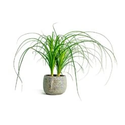 Beaucarnea - Pony Tail Palm - Head -HousePlants Shop beaucarnea pony tail palm head head plant pot