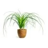 Beaucarnea - Pony Tail Palm - Head -HousePlants Shop beaucarnea pony tail palm head karlijn camel plant pot d95d9c55 7800 4e17 9bff 2f29531c82b5