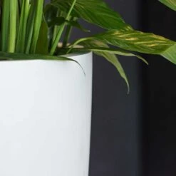 Ben Essentials Planter - Matt White -HousePlants Shop ben indoor planter essential matte white close up