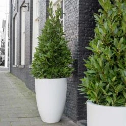 Ben Essentials Planter - Matt White -HousePlants Shop ben planter essential matte white bay trees
