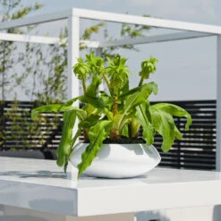 Tara Essentials Bowl Planter - Matt White -HousePlants Shop essential glossy tara 1