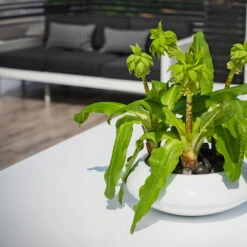 Tara Essentials Bowl Planter - Matt White -HousePlants Shop essential glossy tara 2