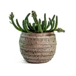 Euphorbia Flanaganii - Medusa Plant -HousePlants Shop euphorbia flanaganii medusa plant jake plant pot